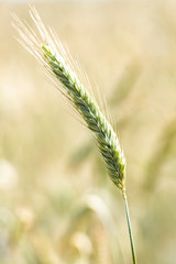 photo of a wheat ear in close-up