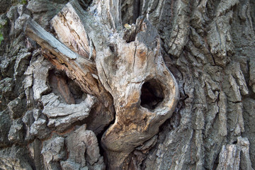 Hollow in the trunk of an old oak tree on a clear Sunny day. Design backgrounds texture.