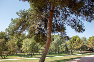 tree in the park