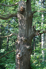 The trunk of the old oak vertically in the forest, Sunny day. Design backgrounds texture.