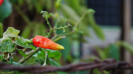 red pepper on tree