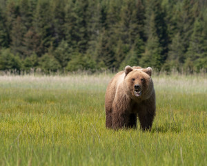 Fototapeta na wymiar Grizzly bears