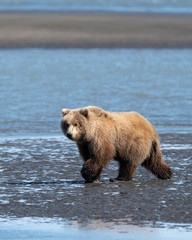 Obraz premium Grizzly bears