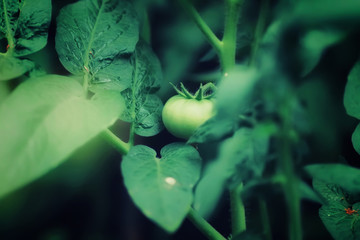 Growing a tomato close up. Green tomato on a branch, macro, agriculture.