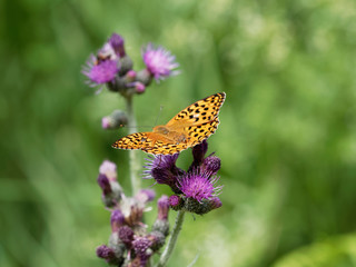 The high brown fritillary (Argynnis adippe)