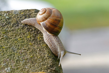 Weinbergschnecke auf Erkundungstour