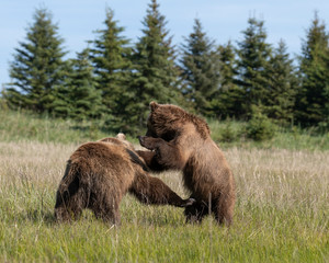 Grizzly bears