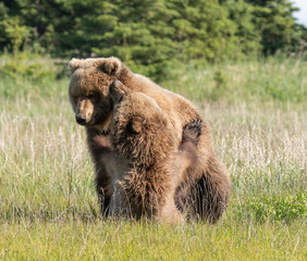 Grizzly bears