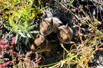Pika Babies at Mt. St. Helens