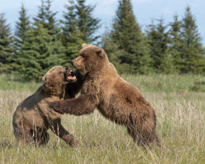 Grizzlies fighting