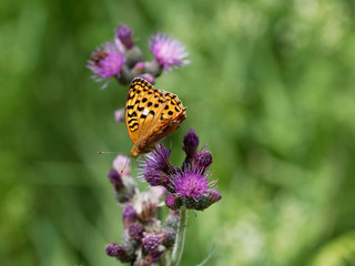 The high brown fritillary (Argynnis adippe)
