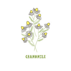 Delicate little bouquet of chamomile, isolated on white. Vector illustration.