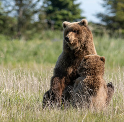 Fototapeta premium Grizzlies playing in grass