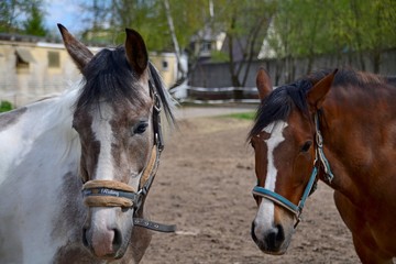Family photo of two mares