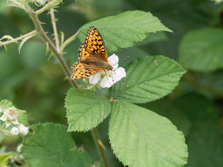 The high brown fritillary (Argynnis adippe), orange butterfly with black spots, photographed in south Germany, Black-Forest.