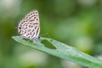 Fototapeta na wymiar Spotted Pierrot (Tarucus callinara), beautiful butterfly perching on green leaf in meadow with blur background, Thailand.