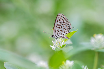 Fototapeta na wymiar Spotted Pierrot (Tarucus callinara), beautiful butterfly perching on white flower in meadow with green background, Thailand.