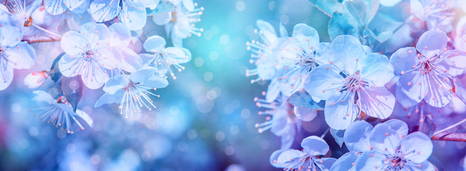 Floral spring easter cherry or sakura blossom tree branch background. Blooming cherry sakura tree branches with blossom flowers over blue sky. Colorful spring flowers background in spring time season