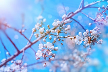 Floral spring easter cherry or sakura blossom tree branch background. Blooming cherry sakura tree branches with blossom flowers over blue sky. Colorful spring flowers background in spring time season