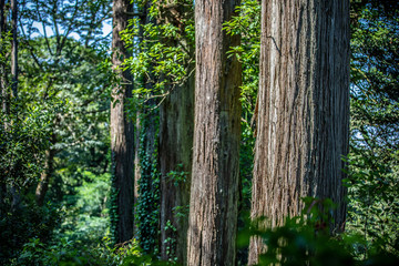 tree trunk in forest