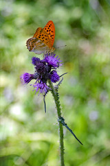 Schmetterling auf Distel