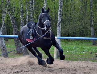 Horse runs,the ground from under the hooves