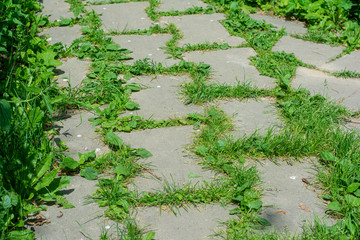 Stacked of stone slabs walkway in the park with grass sprouted between the gaps