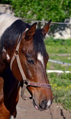 Obraz premium Portrait of a piebald stallion on a summer day