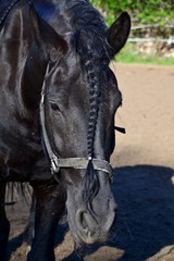 Obraz premium Friesian horse lowered his head