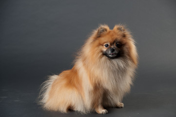 dwarf spitz in a studio