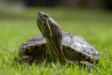 Turtle in the grass red ear slider