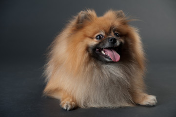 dwarf spitz in a studio