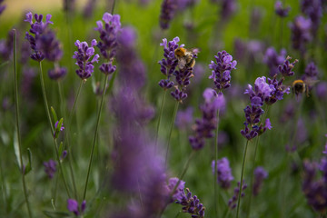 Obraz premium bee lavender