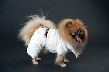 dwarf spitz in a white coat