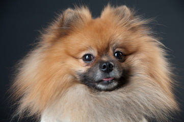 dwarf spitz in a white coat