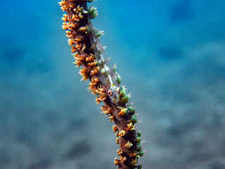 Whip Coral Goby (Bryaninops yongei)