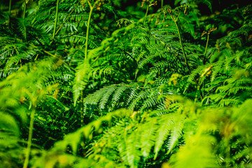 Jungle and tropical vegetation