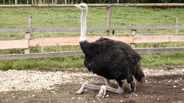 ostrich