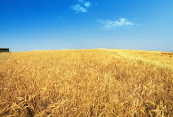 agricultural image of shiny wheat field over sunny sky