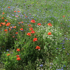 colorful summer meadow with poppies, cornflowers, chamomile, wildflowers