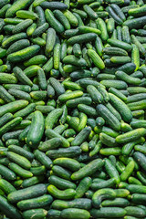 Many cucumbers harvest from the field vertical