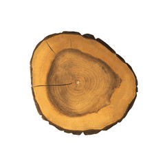 Cross sections of tree. Texture of cut wood stump. Color vector illustration