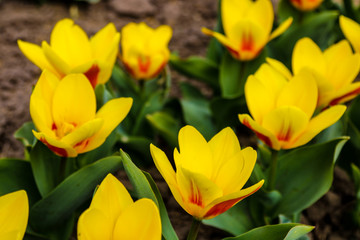 Tulip flower flowering in sunlight on background tulips flowers in tulips garden.