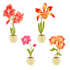 Blooming  Amaryllis Cattleya Alstroemeria flowers and bud in pot on a white background detailed natural drawing of gorgeous cultivated flowering garden plant vintage vector