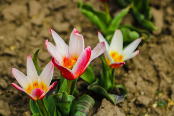 Obraz premium Colorful tulip field, summer flowerwith green leaf with blurred flower as background.