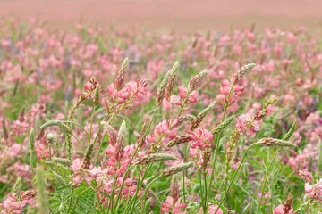 Field Pink flowers Sainfoin, Onobrychis viciifolia. Wildflowers background.