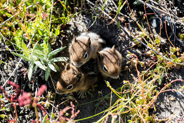 Pika Babies