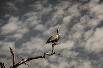 pelican