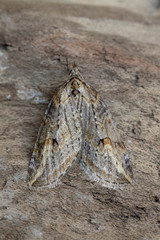 chesias isabella up close, perched on the bark of a tree.