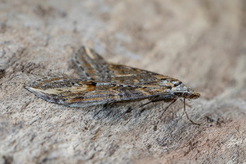 chesias isabella up close, perched on the bark of a tree.